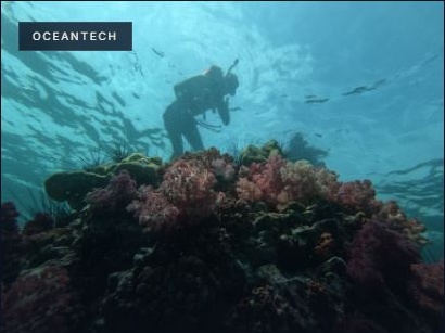 Diver over a coral reef